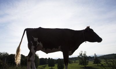 UAE Buys Thousands of Uruguay Dairy Cows to Boost Food Security