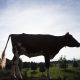 UAE Buys Thousands of Uruguay Dairy Cows to Boost Food Security