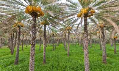 Ministry Holds Auction for Date Palm Produce from Research Stations, Farms