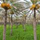 Ministry Holds Auction for Date Palm Produce from Research Stations, Farms