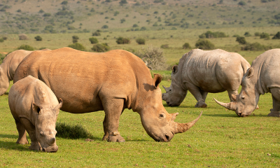 ThreatQuotient Celebrates World Rhino Day 2020 With Ongoing Support for Helping Rhinos