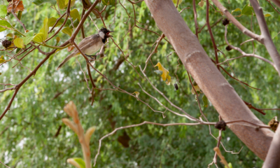 ‘Sustainable City’ deploys monitoring equipment to measure biodiversity impact